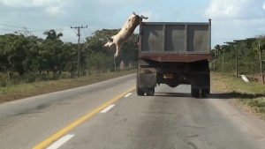 Why Look at Animals? &Delta;&iota;&kappa;&alpha;&iota;&omicron;&sigma;ύ&nu;&eta; &gamma;&iota;&alpha; &tau;&eta; &mu;&eta; &alpha;&nu;&theta;&rho;ώ&pi;&iota;&nu;&eta; &zeta;&omega;ή &Omicron;&mu;&alpha;&delta;&iota;&kappa;ή έ&kappa;&theta;&epsilon;&sigma;&eta; &mu;&epsilon; &pi;&epsilon;&rho;&iota;&sigma;&sigma;ό&tau;&epsilon;&rho;&omicron;&upsilon;&sigmaf; &alpha;&pi;ό &epsilon;&xi;ή&nu;&tau;&alpha; &kappa;&alpha;&lambda;&lambda;&iota;&tau;έ&chi;&nu;&epsilon;&sigmaf; &Epsilon;&gamma;&kappa;&alpha;ί&nu;&iota;&alpha;: &Pi;έ&mu;&pi;&tau;&eta; 15 &Mu;&alpha;ΐ&omicron;&upsilon; 2025 &Epsilon;&pi;&iota;&mu;έ&lambda;&epsilon;&iota;&alpha;: &Kappa;&alpha;&tau;&epsilon;&rho;ί&nu;&alpha; &Gamma;&rho;έ&gamma;&omicron;&upsilon;, &Kappa;&alpha;&lambda;&lambda;&iota;&tau;&epsilon;&chi;&nu;&iota;&kappa;ή &Delta;&iota;&epsilon;&upsilon;&theta;ύ&nu;&tau;&rho;&iota;&alpha; &Epsilon;&Mu;&Sigma;&Tau;