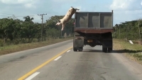 Why Look at Animals? &Delta;&iota;&kappa;&alpha;&iota;&omicron;&sigma;ύ&nu;&eta; &gamma;&iota;&alpha; &tau;&eta; &mu;&eta; &alpha;&nu;&theta;&rho;ώ&pi;&iota;&nu;&eta; &zeta;&omega;ή &Omicron;&mu;&alpha;&delta;&iota;&kappa;ή έ&kappa;&theta;&epsilon;&sigma;&eta; &mu;&epsilon; &pi;&epsilon;&rho;&iota;&sigma;&sigma;ό&tau;&epsilon;&rho;&omicron;&upsilon;&sigmaf; &alpha;&pi;ό &epsilon;&xi;ή&nu;&tau;&alpha; &kappa;&alpha;&lambda;&lambda;&iota;&tau;έ&chi;&nu;&epsilon;&sigmaf; &Epsilon;&gamma;&kappa;&alpha;ί&nu;&iota;&alpha;: &Pi;έ&mu;&pi;&tau;&eta; 15 &Mu;&alpha;ΐ&omicron;&upsilon; 2025 &Epsilon;&pi;&iota;&mu;έ&lambda;&epsilon;&iota;&alpha;: &Kappa;&alpha;&tau;&epsilon;&rho;ί&nu;&alpha; &Gamma;&rho;έ&gamma;&omicron;&upsilon;, &Kappa;&alpha;&lambda;&lambda;&iota;&tau;&epsilon;&chi;&nu;&iota;&kappa;ή &Delta;&iota;&epsilon;&upsilon;&theta;ύ&nu;&tau;&rho;&iota;&alpha; &Epsilon;&Mu;&Sigma;&Tau;