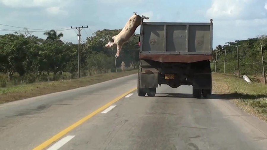 Why Look at Animals? &Delta;&iota;&kappa;&alpha;&iota;&omicron;&sigma;ύ&nu;&eta; &gamma;&iota;&alpha; &tau;&eta; &mu;&eta; &alpha;&nu;&theta;&rho;ώ&pi;&iota;&nu;&eta; &zeta;&omega;ή &Omicron;&mu;&alpha;&delta;&iota;&kappa;ή έ&kappa;&theta;&epsilon;&sigma;&eta; &mu;&epsilon; &pi;&epsilon;&rho;&iota;&sigma;&sigma;ό&tau;&epsilon;&rho;&omicron;&upsilon;&sigmaf; &alpha;&pi;ό &epsilon;&xi;ή&nu;&tau;&alpha; &kappa;&alpha;&lambda;&lambda;&iota;&tau;έ&chi;&nu;&epsilon;&sigmaf; &Epsilon;&gamma;&kappa;&alpha;ί&nu;&iota;&alpha;: &Pi;έ&mu;&pi;&tau;&eta; 15 &Mu;&alpha;ΐ&omicron;&upsilon; 2025 &Epsilon;&pi;&iota;&mu;έ&lambda;&epsilon;&iota;&alpha;: &Kappa;&alpha;&tau;&epsilon;&rho;ί&nu;&alpha; &Gamma;&rho;έ&gamma;&omicron;&upsilon;, &Kappa;&alpha;&lambda;&lambda;&iota;&tau;&epsilon;&chi;&nu;&iota;&kappa;ή &Delta;&iota;&epsilon;&upsilon;&theta;ύ&nu;&tau;&rho;&iota;&alpha; &Epsilon;&Mu;&Sigma;&Tau;