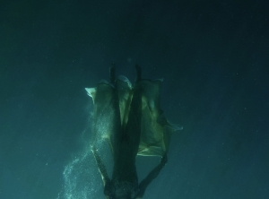 &Phi;&rho;&omicron;&sigma;ύ&nu;&eta;